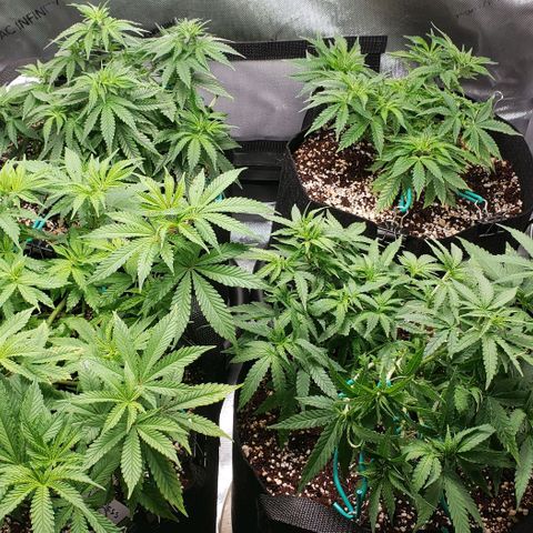 T-Dub (Trainwreck Heirloom) growlog timeline photo