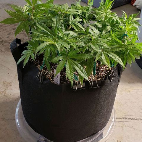 Hot Mess growlog timeline photo