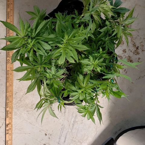 Hot Mess growlog photo: 17x17x7.5 inches