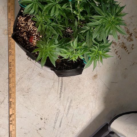 Trainwreck (Arcata cut) growlog photo: 14x13x8.5 inches
