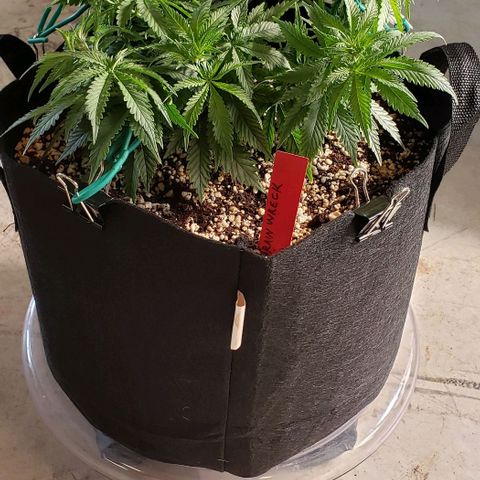 Trainwreck (Arcata cut) growlog photo: 14x13x8.5 inches