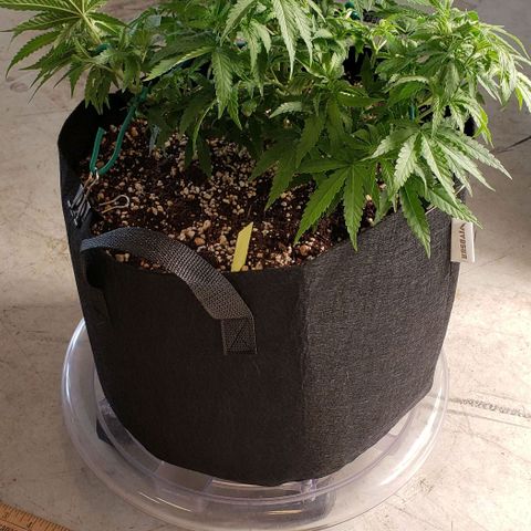 Girl Scout Cookie Extreme growlog photo: 13x11x7 inches