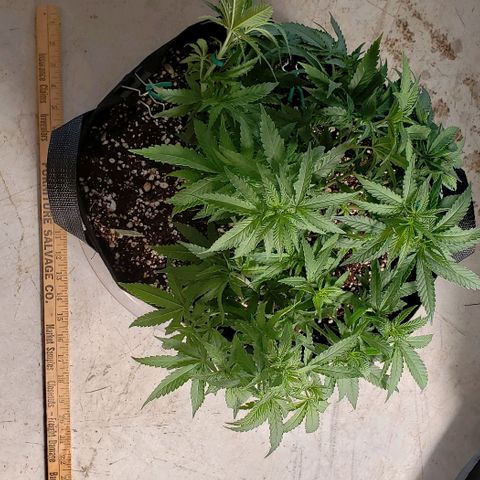 Girl Scout Cookie Extreme growlog photo: 13x11x7 inches