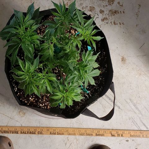 T-Dub (Trainwreck Heirloom) growlog photo: 11x11x6.5 inches