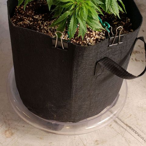 T-Dub (Trainwreck Heirloom) growlog photo: 11x11x6.5 inches
