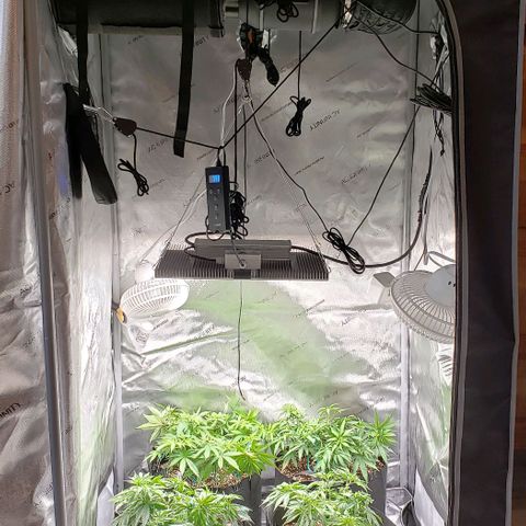 T-Dub (Trainwreck Heirloom) growlog timeline photo