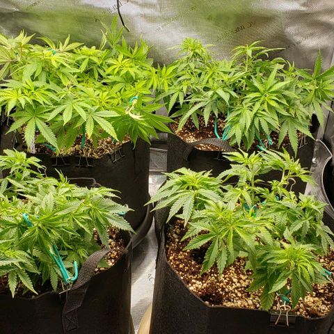 T-Dub (Trainwreck Heirloom) growlog timeline photo