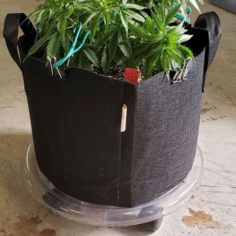 Trainwreck (Arcata cut) growlog photo: 13x12x7.5 inches