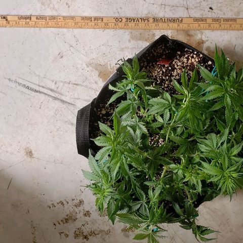 Trainwreck (Arcata cut) growlog photo: 13x12x7.5 inches