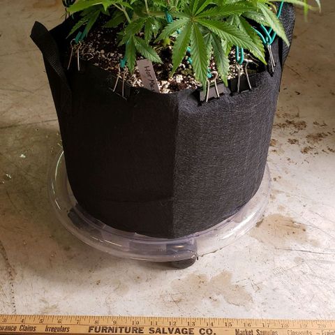 Hot Mess growlog photo: 17x17x8.5 inches