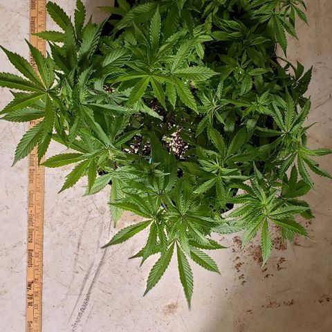 Hot Mess growlog photo: 17x17x8.5 inches