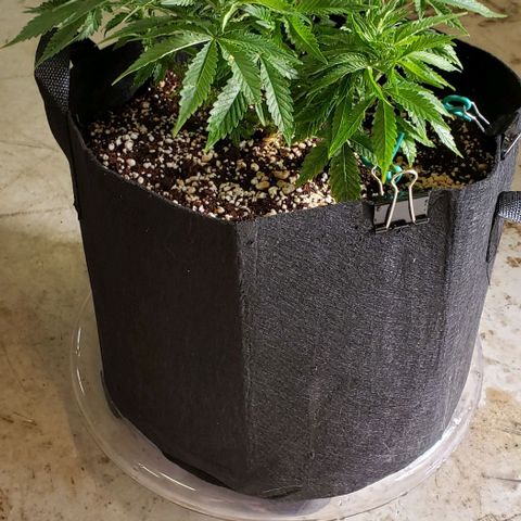 T-Dub (Trainwreck Heirloom) growlog photo: 12.5x12x7 inches