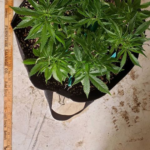 T-Dub (Trainwreck Heirloom) growlog photo: 12.5x12x7 inches