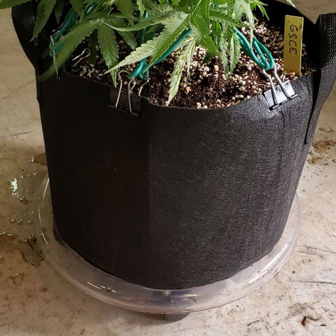Girl Scout Cookie Extreme growlog photo: 16x13x7 inches