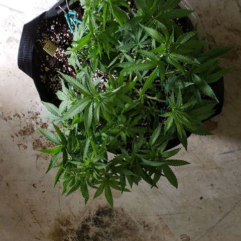 Girl Scout Cookie Extreme growlog photo: 16x13x7 inches