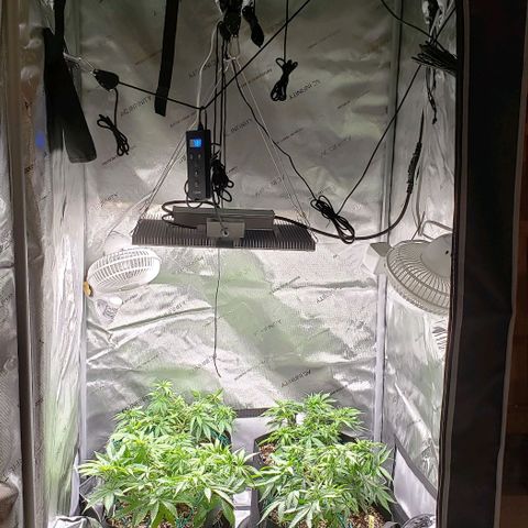 T-Dub (Trainwreck Heirloom) growlog timeline photo