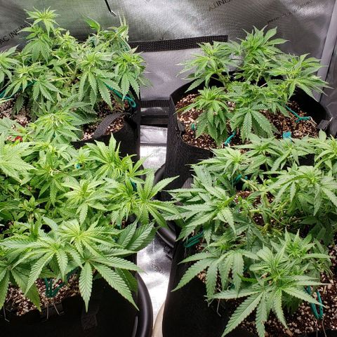 T-Dub (Trainwreck Heirloom) growlog timeline photo