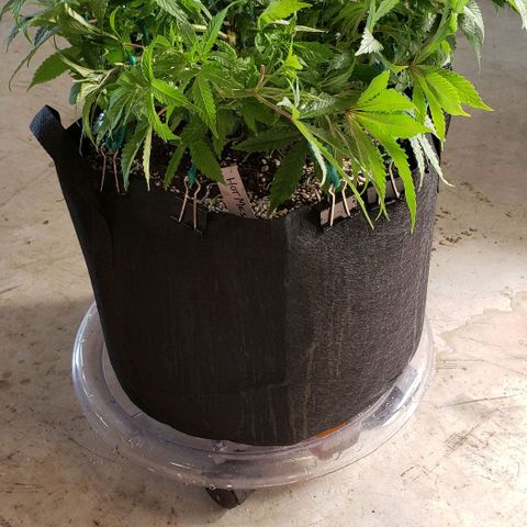Hot Mess growlog photo: 17.5x17x8 inches