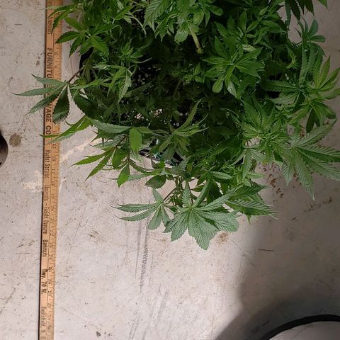 Hot Mess growlog photo: 17.5x17x8 inches