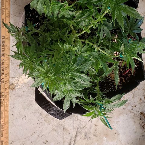 Trainwreck (Arcata cut) growlog photo: 14x13x8 inches