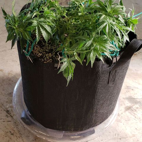 Trainwreck (Arcata cut) growlog photo: 14x13x8 inches