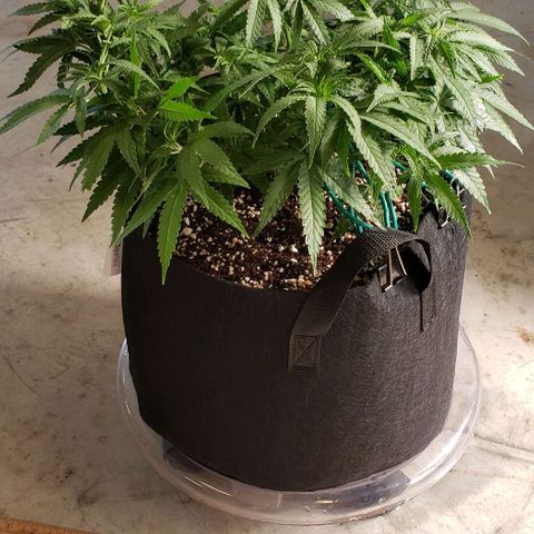 Girl Scout Cookie Extreme growlog photo: 17.5x13.5x8 inches 