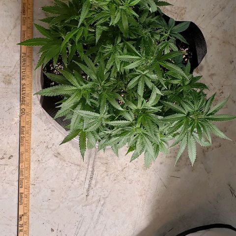 Girl Scout Cookie Extreme growlog photo: 17.5x13.5x8 inches 
