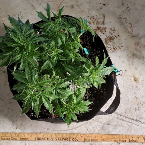 T-Dub (Trainwreck Heirloom) growlog photo: 11.5x11.5x8 inches