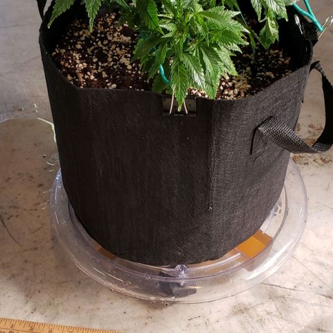 T-Dub (Trainwreck Heirloom) growlog photo: 11.5x11.5x8 inches
