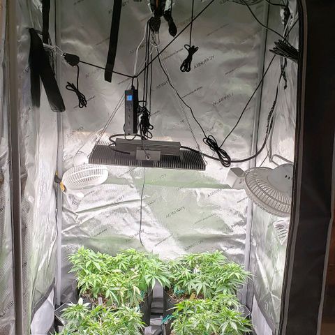 T-Dub (Trainwreck Heirloom) growlog timeline photo