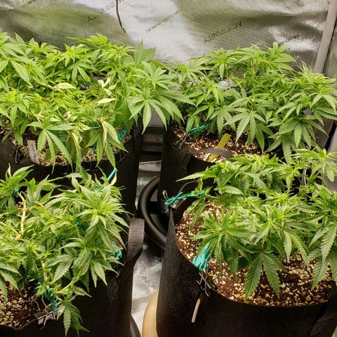 T-Dub (Trainwreck Heirloom) growlog timeline photo