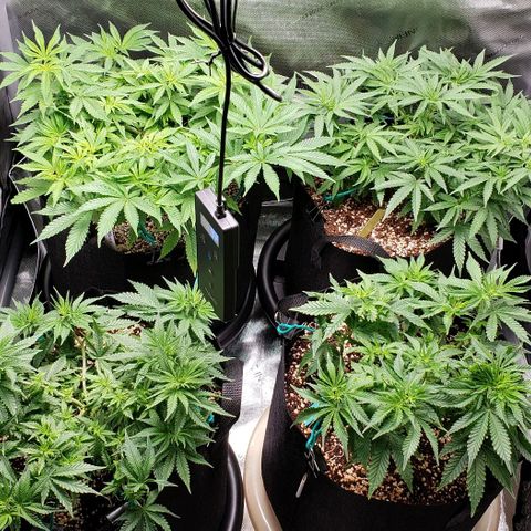 T-Dub (Trainwreck Heirloom) growlog timeline photo