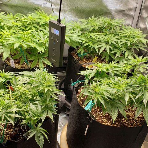 T-Dub (Trainwreck Heirloom) growlog timeline photo