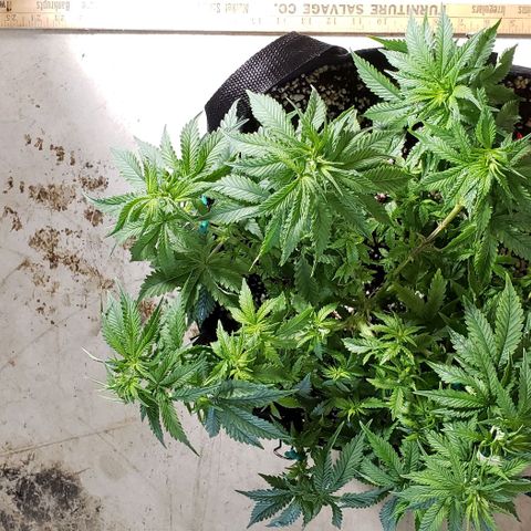 Trainwreck (Arcata cut) growlog photo: 15.5x14.5x7.5