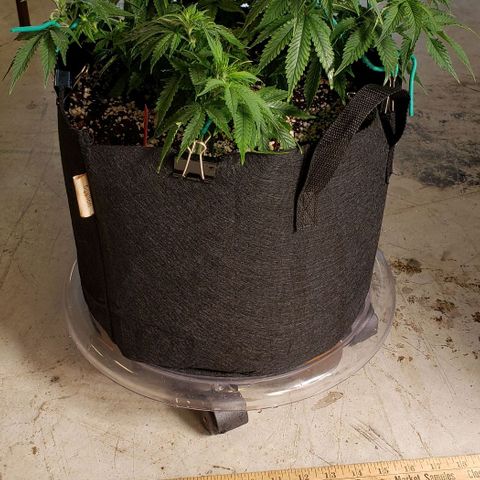 Trainwreck (Arcata cut) growlog photo: 15.5x14.5x7.5