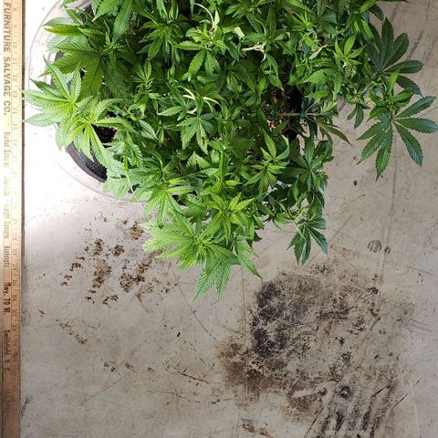 Hot Mess growlog photo: 19.5x18.5x9 inches