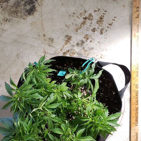 T-Dub (Trainwreck Heirloom) growlog photo: 12.5x12x7 inches