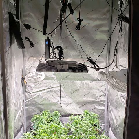 T-Dub (Trainwreck Heirloom) growlog timeline photo