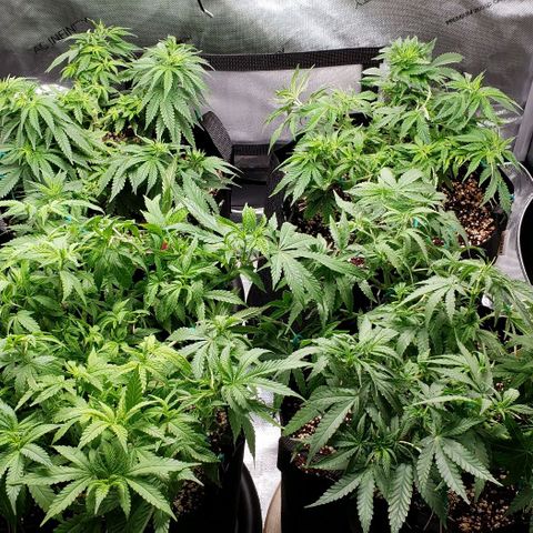 T-Dub (Trainwreck Heirloom) growlog timeline photo