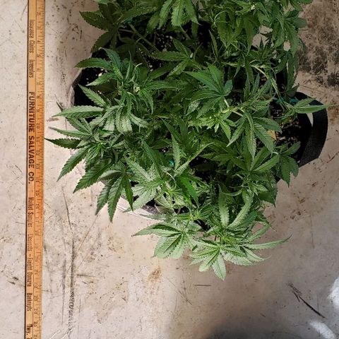 Girl Scout Cookie Extreme growlog photo: 16x14x9 inches