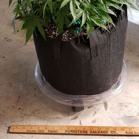 Girl Scout Cookie Extreme growlog photo: 16x14x9 inches
