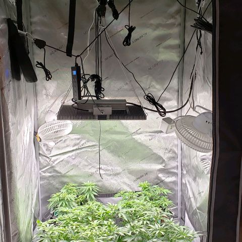 T-Dub (Trainwreck Heirloom) growlog timeline photo