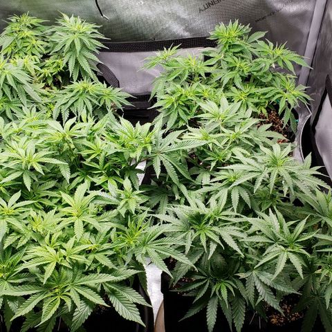 T-Dub (Trainwreck Heirloom) growlog timeline photo