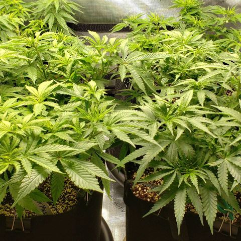 T-Dub (Trainwreck Heirloom) growlog timeline photo