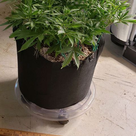 Hot Mess growlog photo: 20x20x10 inches