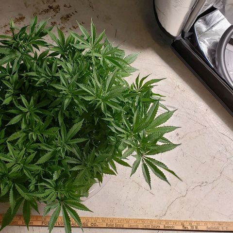 Hot Mess growlog photo: 20x20x10 inches