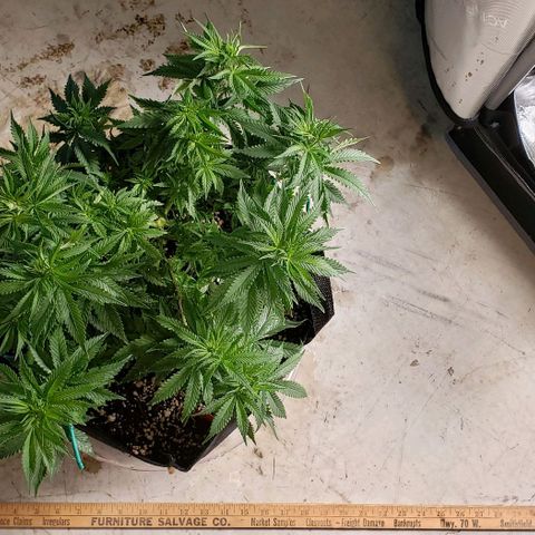Trainwreck (Arcata cut) growlog photo: 16x11x9 inches