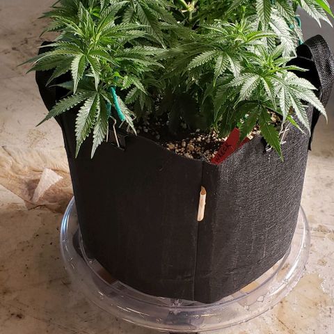 Trainwreck (Arcata cut) growlog photo: 16x11x9 inches