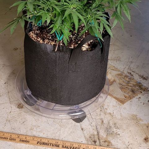 Girl Scout Cookie Extreme growlog photo: 18x16x10 inches