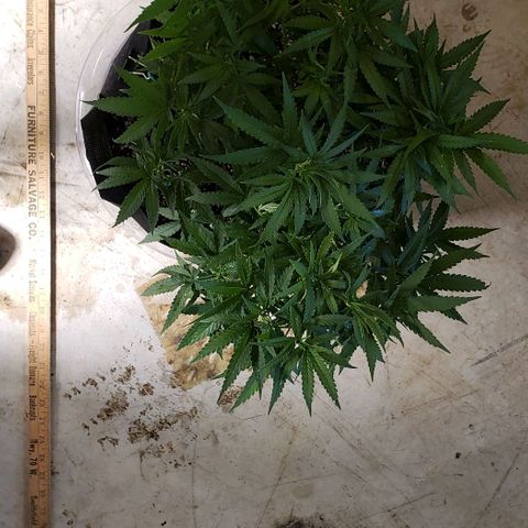 Girl Scout Cookie Extreme growlog photo: 18x16x10 inches
